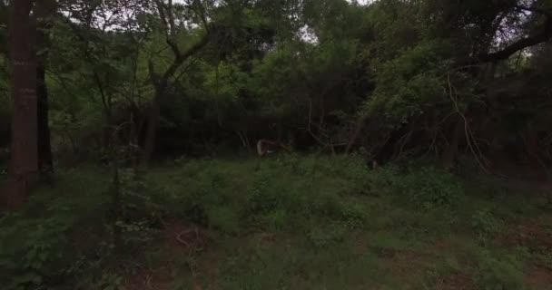 Flyg genom djungeln i Indien. — Stockvideo