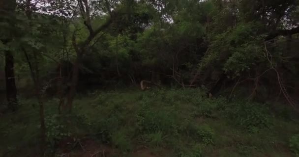 Hindistan 'ın ormanında hava uçuşu.. — Stok video