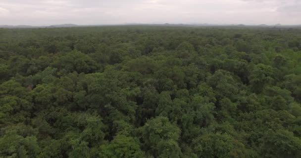 4K aerial of flying over a beautiful green forest in a rural landscape — Stock Video