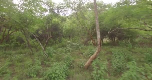 Vol aérien à travers la jungle indienne .