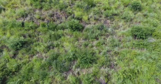 Tiro aéreo de um fluxo em florestas tropicais — Vídeo de Stock