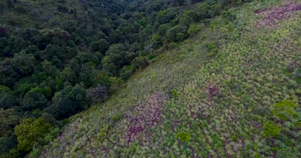 Aerial shot of a stream in tropical forests — 비디오