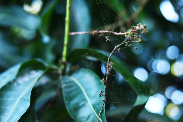 거미집을 자연적으로 배경을 가지고 — 스톡 사진