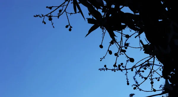 Silhouette Aufnahme Von Mango Baum Auf Blauem Himmel Hintergründe — Stockfoto