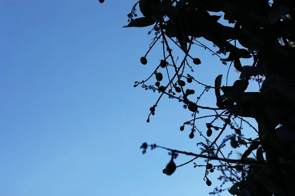 蓝天背景的芒果树剪影 — 图库照片