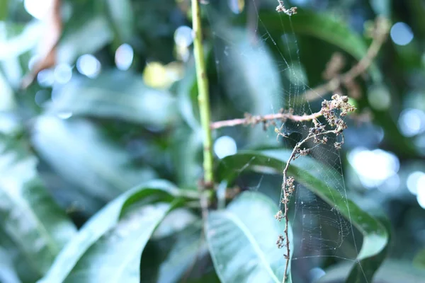 Closeup Spider Net Trees — Stock Photo, Image