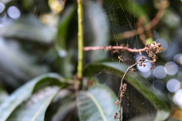 Close Spider Web Nature Blurry Backgrounds — Stock Photo, Image