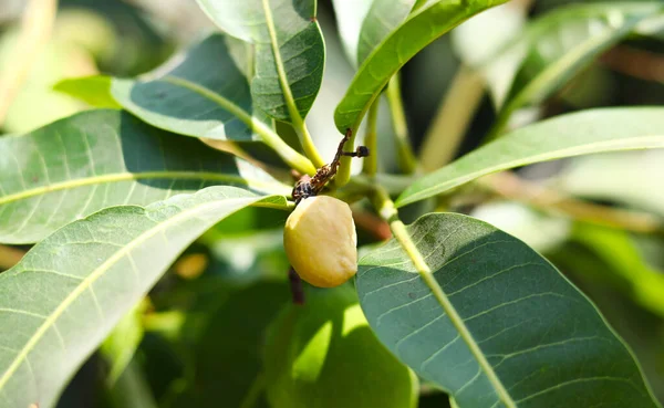 Świeże Zielone Mango Drzewach Mango — Zdjęcie stockowe
