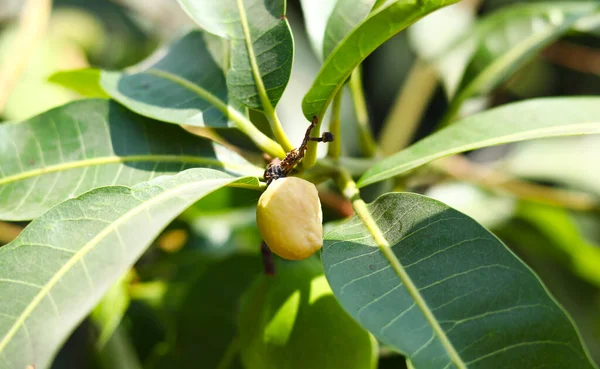 Manghi Verdi Freschi Albero Mango — Foto Stock