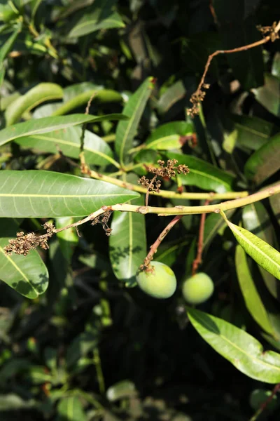 Closeup of green mango hanging,mango field,mango farm.