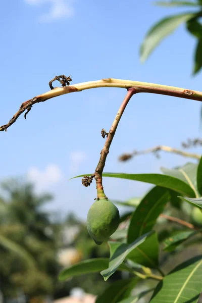 Primer Plano Colgar Mango Verde Campo Mango Granja Mango Conceptos —  Fotos de Stock