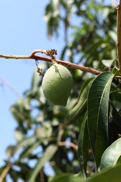 Mango Φρούτα Και Φύλλα Στο Δέντρο Mango Μπλε Φόντο Του — Φωτογραφία Αρχείου