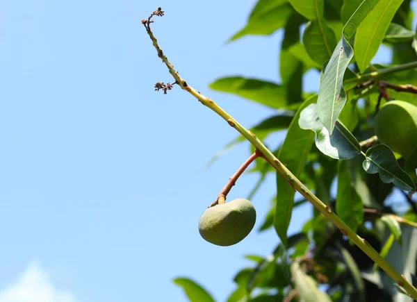 Closeup of green mango hanging,mango field,mango farm. Agricultural concepts