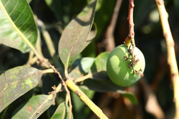 Κλείσιμο Του Φρούτου Μάνγκο Ένα Δέντρο Μάνγκο — Φωτογραφία Αρχείου