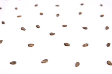 Karpuz tohumları beyaz arka planda izole edilmiş. Düz yatıyordu. Siyah Tohum Deseni.