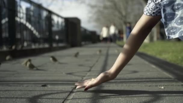 Close-up vogels voeden zich met vogelzaad in de hand van de vrouw. — Stockvideo