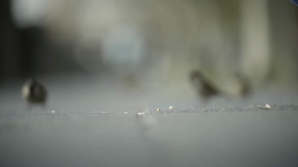 Jonge vrouwen voeden Een mus vogel etend zaad in het park — Stockvideo