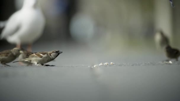 Un uccello passero che mangia semi nel parco — Video Stock