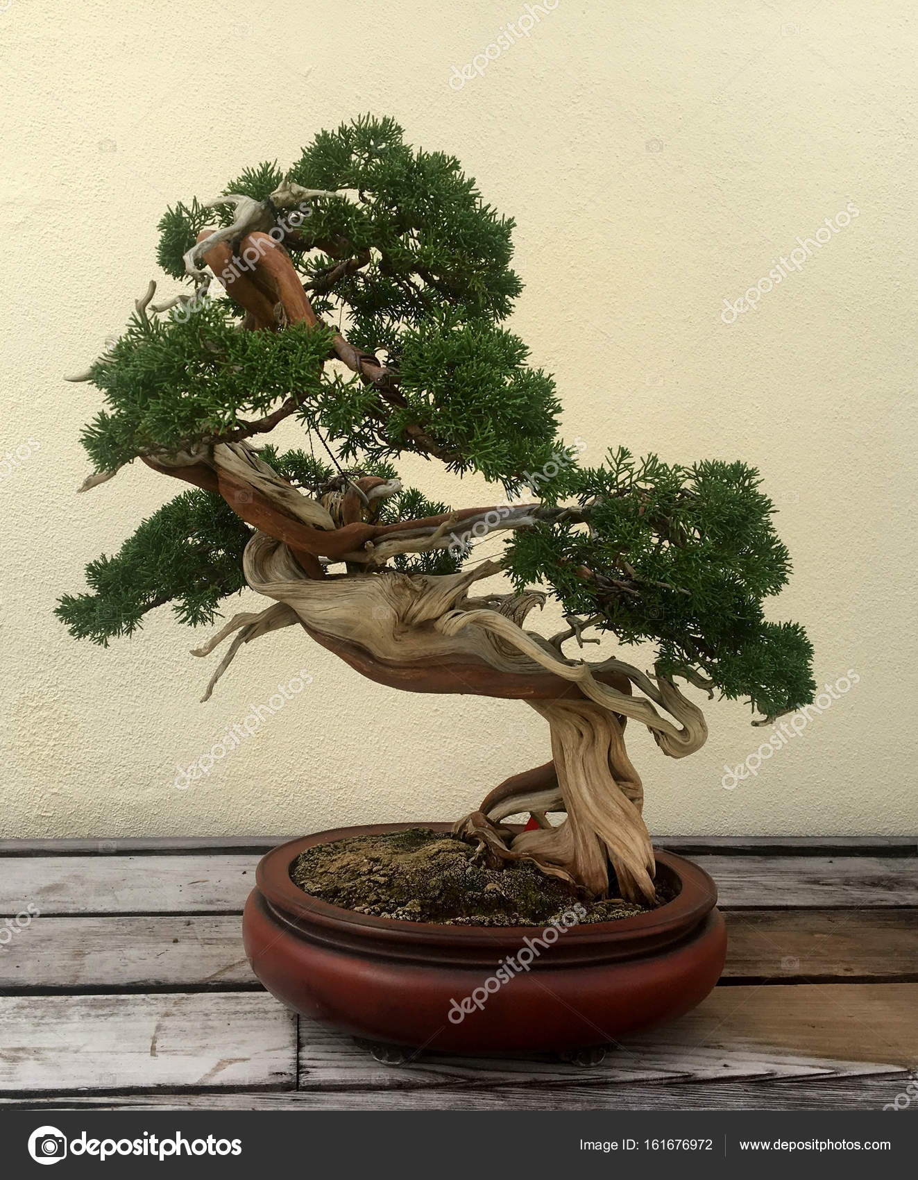 Beautiful bonsai tree in a pot. Small Asian green potted plant. — Stock Photo © Untashable