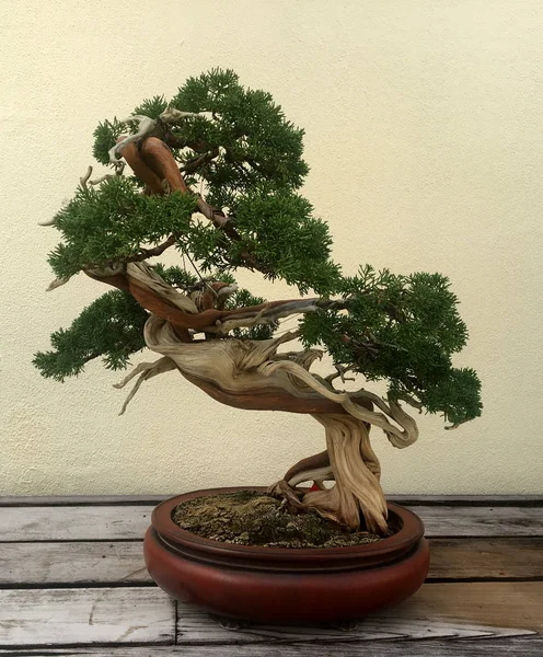 Bir tencerede güzel bonsai ağacı. Küçük Asya yeşil Saksılı bitki.