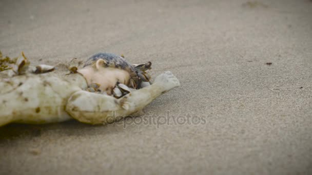 Частина пластикової ляльки на піску вкрита живими мушлями - повзунок — стокове відео