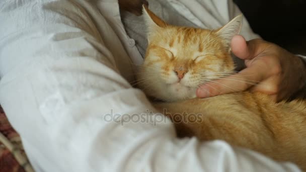 中年の男性が slowmo で彼のオレンジ色の生姜猫を優しくストロークします。 — ストック動画