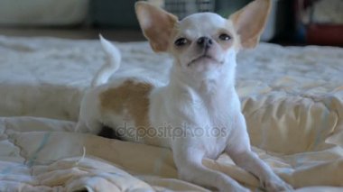 A yakın çekim çok güzel bir Chihuahua slowmo yatakta döşeme