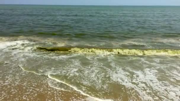 Zöld alga érkező partra üres strandon, az óceán a lassú mo hullámok — Stock videók