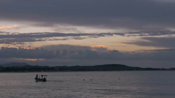 En liten fiskebåt seglar förbi pelikaner under soluppgång eller solnedgång — Stockvideo