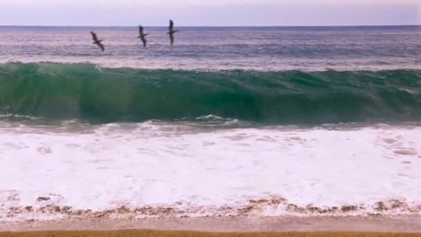 三个鹈鹕飞过巨大的海浪拍打着岸边 slomo — 图库视频影像