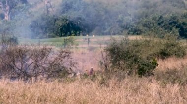Bir adam ve bir golf sahası ile duman ve alevler yanında orman yangını