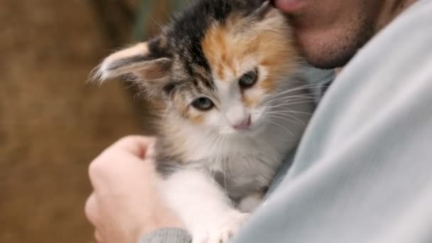 Närbild av en ung kalikå kattunge som hålls av en man — Stockvideo