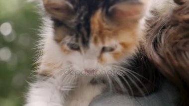 Onun sahibinin omzuna bir sevimli küçük genç yavru kedi, yakın çekim