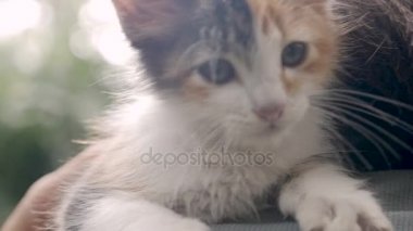 Onun sahibinin saç ile oynayan genç yavru kedi, yakın çekim