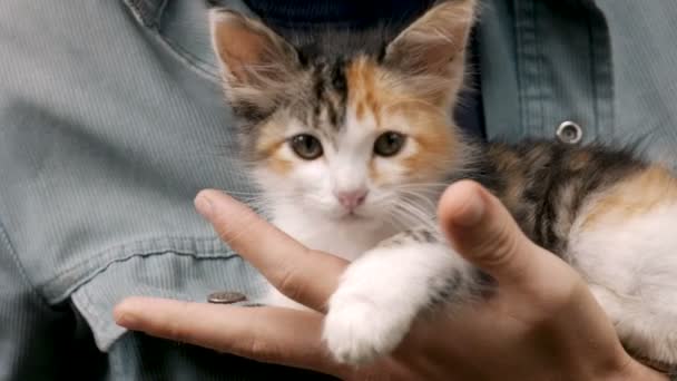 Een schattig leuk klein katje vastgehouden in iemands handen — Stockvideo