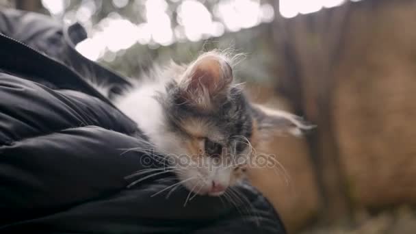 Pequeña gatita agitando la cabeza mientras está dentro de la parte delantera de un abrigo — Vídeos de Stock