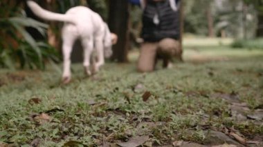 Uslu köpek onu sahip uzakta kira kontratı için kamera tarafından yürür