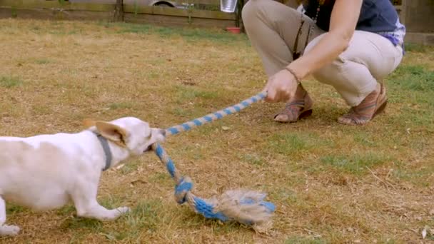 Женщина-владелец собаки играет со своей чистокровной собакой чихуахуа — стоковое видео