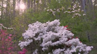 Beyaz, pembe ve kırmızı açelya çiçek lens ile bir orman ortamda flare.