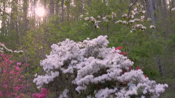White, pink and red azalea flowers with lens flare in a forest setting — Stock Video