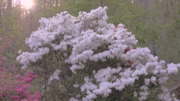 Slow motion push in to a white azalea flowering plant with bees pollinating — Stock Video