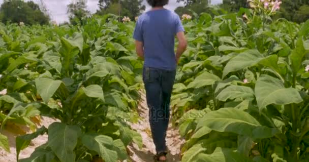 Человек, идущий по острову табачных растений на ферме — стоковое видео