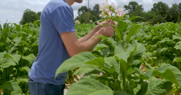 Inspecteur vérifiant de près ses plants de tabac pour détecter les ravageurs — Video