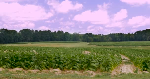 Çiçekli tütün alanları Güney Virginia tepelerinde satırları — Stok video