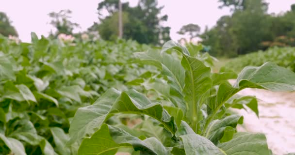 Zdravých rostlin tabáku v - Cu — Stock video