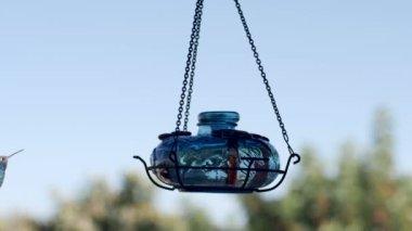 Mor taç sinek kuşu çerçeve içine sinek ve bir besleyici yiyor