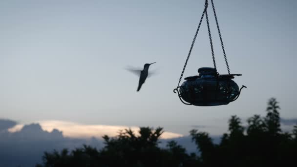 Silhouet van een kolibrie voeding bij zonsondergang in slow motion — Stockvideo