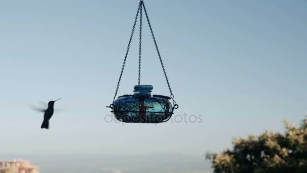 Un colibri flottant et volant dans le ciel mangeant dans une mangeoire — Video