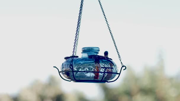 Trois colibris en compétition pour manger dans une mangeoire en verre au ralenti — Video