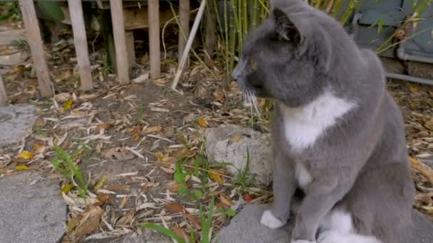 Adorable chat gris et blanc regarde la caméra et miaule — Video